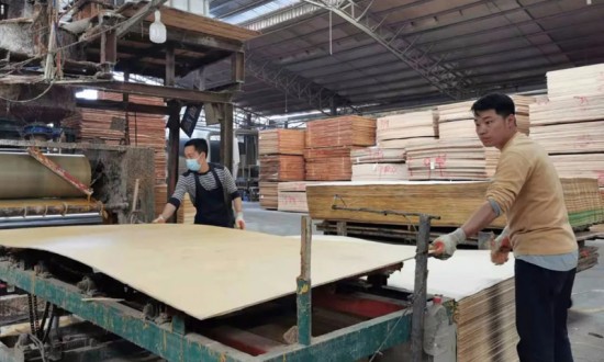 钦州浦北县全力推动木业产业集群建设提速提质提效